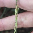 Molinia caerulea (L.) MoenchMolinia caerulea (L.) Moench