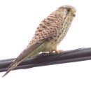 Falco tinnunculus (Linnaeus, 1758)Falco tinnunculus Linnaeus, 1758