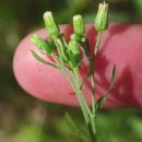 Erigeron floribundus (Kunth) Sch.Bip.Erigeron floribundus (Kunth) Sch.Bip.