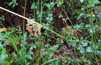 Juncus effusus L.Juncus effusus L.