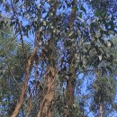 Eucalyptus obliqua L'Hér.Eucalyptus obliqua L'Hér.