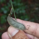 Cytisus striatus (Hill.) Rothm.Cytisus striatus (Hill.) Rothm.