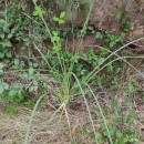 Cortaderia selloana (Schult. & Schult. fil) Asch. & Graebn.Cortaderia selloana (Schult. & Schult. fil) Asch. & Graebn.