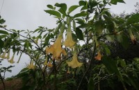 Brugmansia suaveolens (Humb. & Bonpl. ex Willd.) Bercht. & C.PreslBrugmansia suaveolens (Humb. & Bonpl. ex Willd.) Bercht. & C.Presl