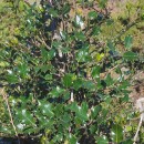 Ilex aquifolium L.Ilex aquifolium L.