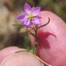 Spergularia purpurea (Pers.) G. DonSpergularia purpurea (Pers.) G. Don