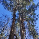 Eucalyptus globulus Labill.Eucalyptus globulus Labill.