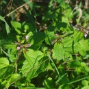 Stachys arvensis (L.) L.Stachys arvensis (L.) L.