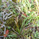 Carex arenaria L.Carex arenaria L.
