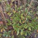 Myrica gale L.Myrica gale L.