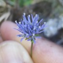 Jasione montana L.Jasione montana L.
