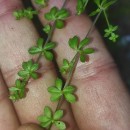 Galium saxatile L.Galium saxatile L.