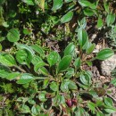 Tuberaria globulariifolia (Lam.) Willk.Tuberaria globulariifolia (Lam.) Willk.
