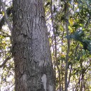 Eucalyptus cephalocarpa BlakelyEucalyptus cephalocarpa Blakely