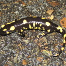 Salamandra salamandra (Linnaeus, 1758) subsp. crespoi Malkmus, 1983Salamandra salamandra (Linnaeus, 1758) subsp. crespoi Malkmus, 1983