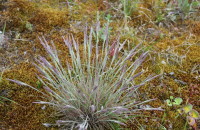 Corynephorus canescens (L.) Beauv.Corynephorus canescens (L.) Beauv.