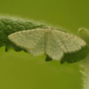 Asthena albulata (Hufnagel, 1767)Asthena albulata (Hufnagel, 1767)