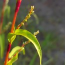 Persicaria salicifolia (Brouss. ex Willd.) AssenovPersicaria salicifolia (Brouss. ex Willd.) Assenov