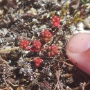 Sedum brevifolium DC.Sedum brevifolium DC.