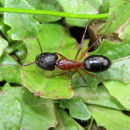 Camponotus pilicornis (Roger, 1859)Camponotus pilicornis (Roger, 1859)