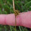 Carex durieui Steud. ex KunzeCarex durieui Steud. ex Kunze