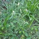Andryala integrifolia L.Andryala integrifolia L.
