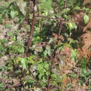 Pyrus cordata Desv.Pyrus cordata Desv.