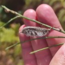 Cytisus striatus (Hill.) Rothm.Cytisus striatus (Hill.) Rothm.