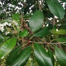 Photinia serratifolia (Desf.) KalkmanPhotinia serratifolia (Desf.) Kalkman