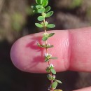 Illecebrum verticillatum L.Illecebrum verticillatum L.
