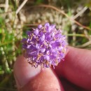 Succisa pratensis MoenchSuccisa pratensis Moench