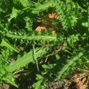Cirsium filipendulum LangeCirsium filipendulum Lange