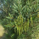 Acacia longifolia (Andrews) Willd. subsp. longifolia .Acacia longifolia (Andrews) Willd. subsp. longifolia .
