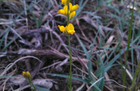 Genista micrantha OrtegaGenista micrantha Ortega