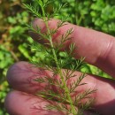 Achillea millefolium L.Achillea millefolium L.