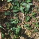 Hedera hibernica (G. Kirchn.) Bean‹Hedera hibernica (G. Kirchn.) Bean‹