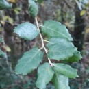Quercus suber L.Quercus suber L.