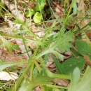 Leucanthemum pluriflorum PauLeucanthemum pluriflorum Pau