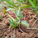 Aristolochia paucinervis PomelAristolochia paucinervis Pomel