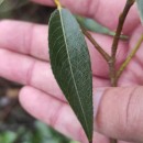 Salix fragilis L.Salix fragilis L.