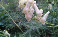 Aconitum vulparia Reichenb.Aconitum vulparia Reichenb.