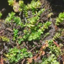 Hypericum elodes L.Hypericum elodes L.
