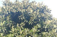 Eriobotrya japonica (Thunb.) Lindl.Eriobotrya japonica (Thunb.) Lindl.