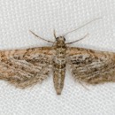 Eupithecia scopariata (Rambur, 1833)Eupithecia scopariata (Rambur, 1833)