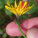 Picris hieracioides L.Picris hieracioides L.