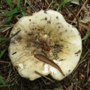 Russula sp. (Persoon, 1796)Russula sp. Pers. 1796