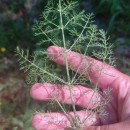 Foeniculum vulgare Mill.Foeniculum vulgare Mill.