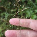 Agrostis stolonifera L.Agrostis stolonifera L.