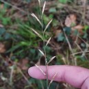 Brachypodium pinnatum  (L.) Beauv.Brachypodium pinnatum (L.) Beauv.