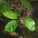 Prunus avium L.Prunus avium L.